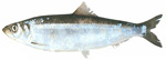 イメージ（ニシン　ニシン目ニシン化　春告魚（はるつげうお）とも呼ばれ、3月上旬から4月に北日本の近海に産卵のため大群をなして回遊していました。体長は4年魚で約30センチ。）