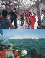イメージ（エゾシカの食べ跡調査（上）や氷海の動物の生活をみる自然観察会）