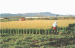 イメージ（広大な耕作面積によって全国一（府県別）の収穫量を誇る北海道の稲作）