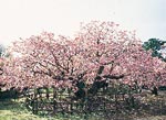 イメージ（松前の八重咲きの親木・光善寺の［血脈桜」）