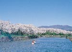 イメージ（【函館】函館山のふもとの「函館公園」はソメイヨシノが中心。「五稜郭公園」は約2,600本のほとんどがソメイヨシノ、ほかには関山、八重ベニシダレなどです。開花は、ほぼ松前と同時期。）