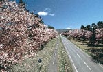 イメージ（【静内町・二十間道路】ひと目1万本といわれ、延々8キロにわたってつづく日本一の桜並木。5月中旬、新冠種畜牧場のある御園付近が見どころです。）