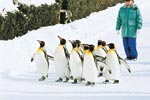 イメージ（「冬の動物園」の人気がペンギンの行進。人間が先導するわけでもなく、後ろから追うわけでもなく、自由に歩き回ります。）