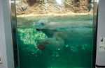 イメージ（白クマの泳ぐ姿を間近で見られる「ほっきょくぐま館」。その大きさが体感できます。）